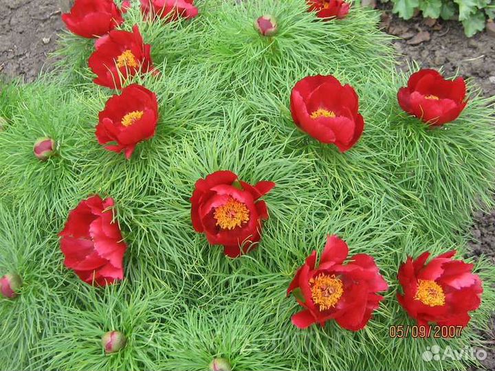 Саженцы сливы, девичий виноград и др