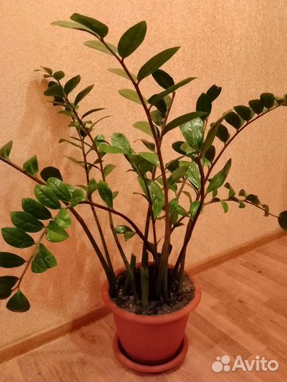 Замиокулькас