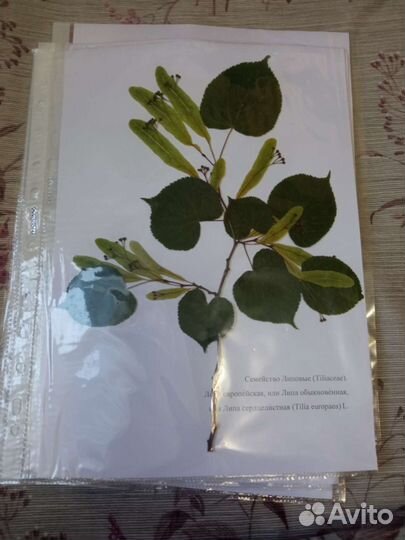 Гербарий для Елены 30 штук