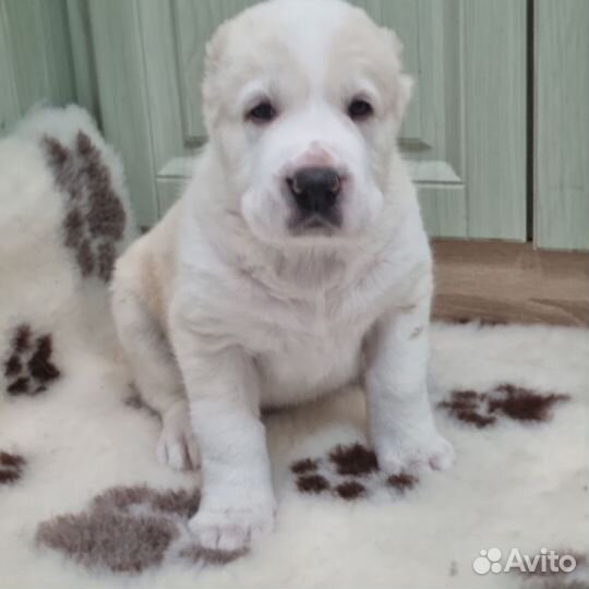 Азиатики крепыши