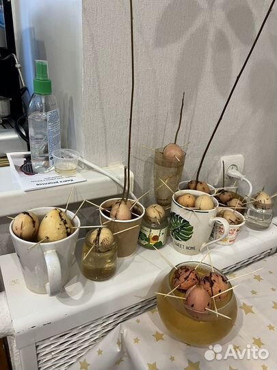 Косточка авокадо