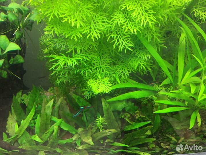 Обслуживание аквариума. Чистка аквариума