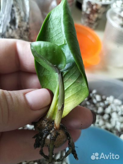 Замиокулькас