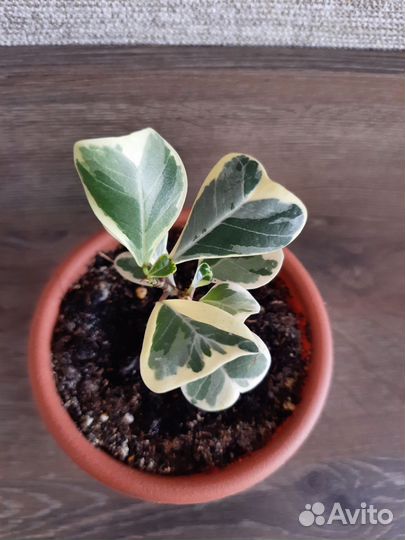 Фикус триангулярис