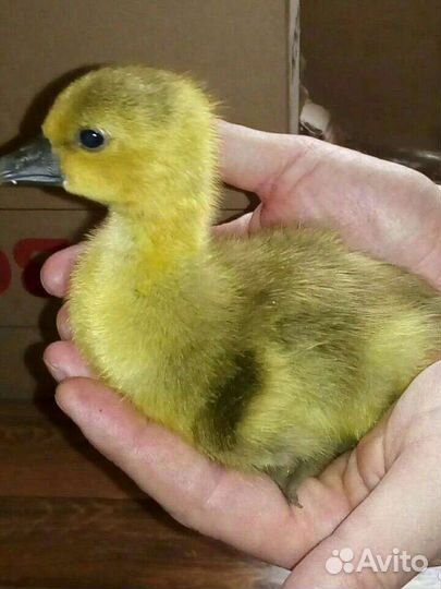 Гусята суточные и подрощенные