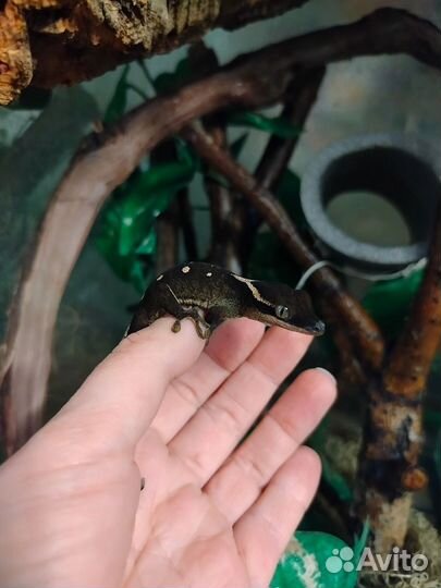 Correlophus sarasinorum геккон