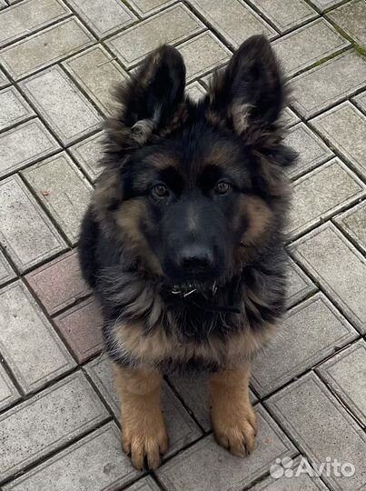 Немецкая овчарка