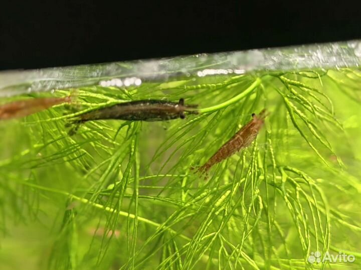 Мелании улитки