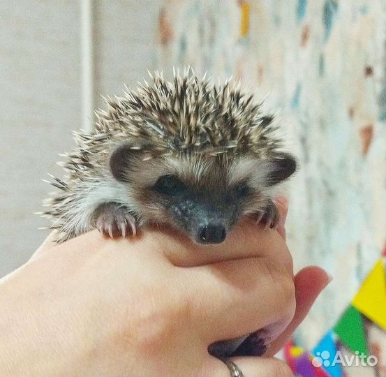 Африканский карликовый еж