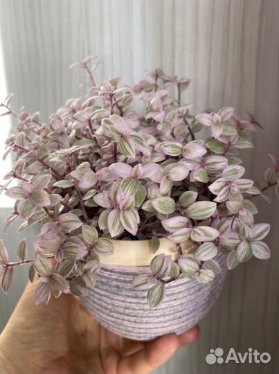 Сортовые традесканции.Комнатные растения