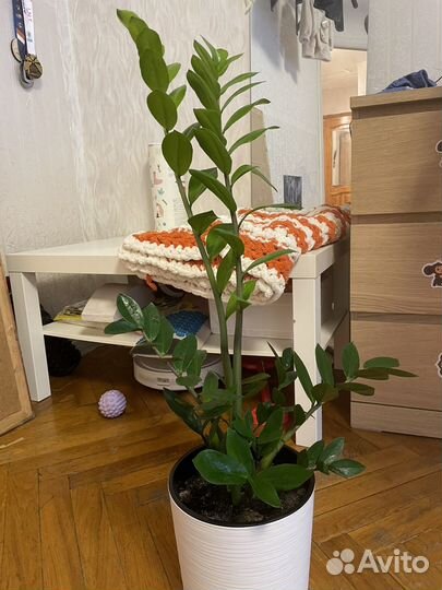 Замиокулькас замифолия