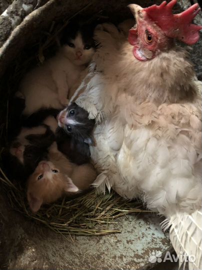 Котята в добрые руки