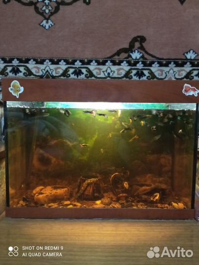 Аквариум