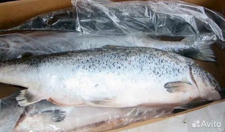 Лосось чили 5/6