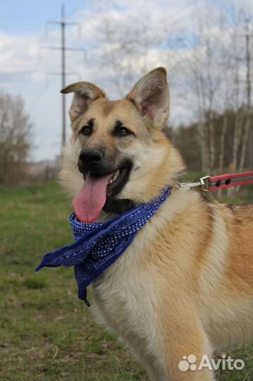 Собака в добрые руки, Винки