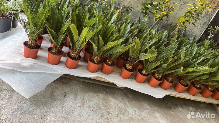 Пальма цикас