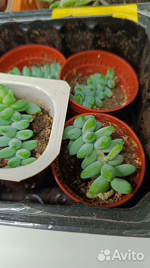 Седум (очиток) Моргана