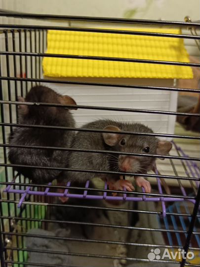 Декоративная крыса дамбо