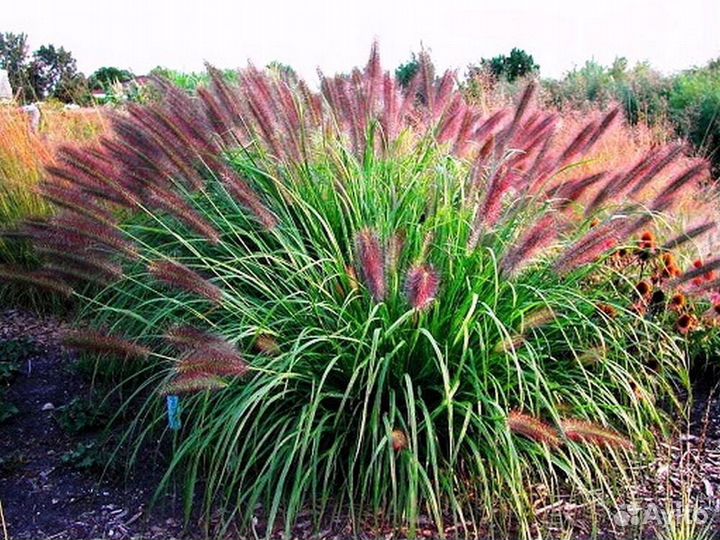 Злаки Маудри, Ред Хет, Компрессум, Литтл Банни