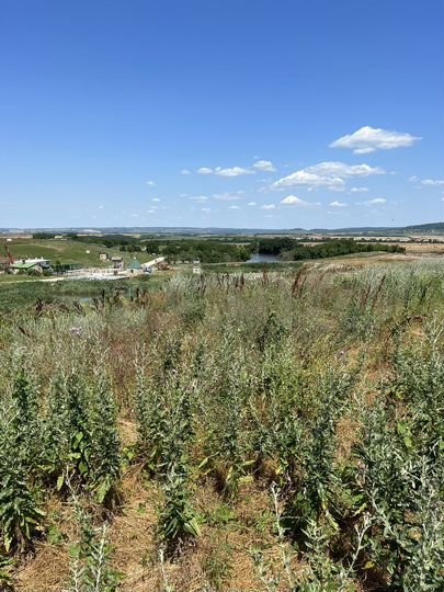 Участок 8,1 сот. (СНТ, ДНП)