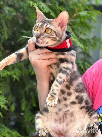 Бенгальская голубая кошка