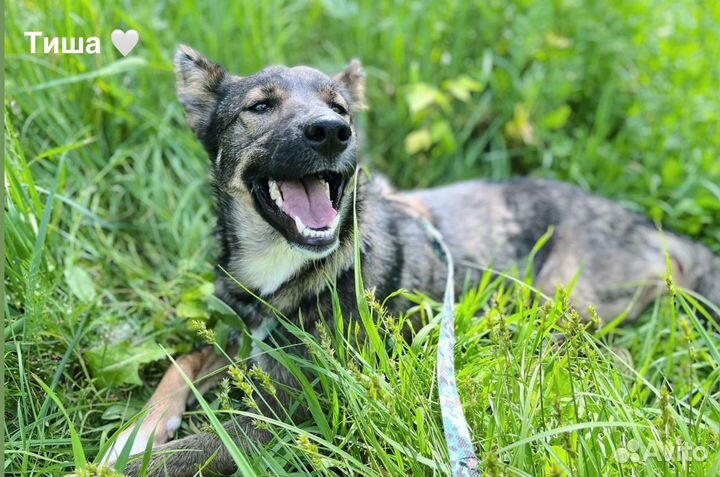 Миниатюрная собака из приюта