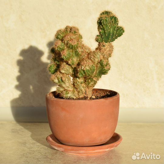Кактус Цереус Перуанский, в горшке
