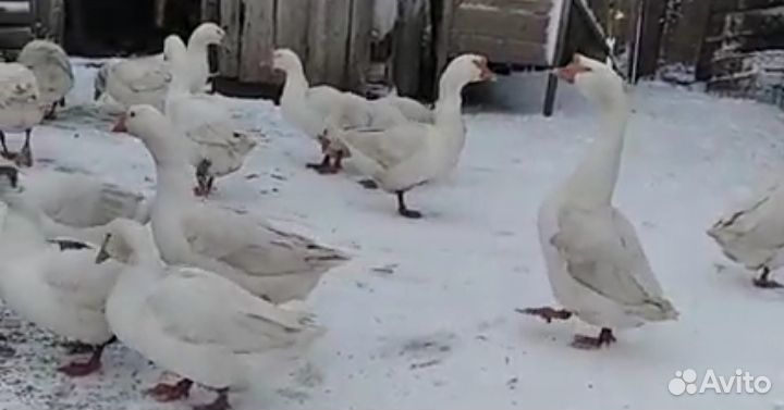 Гусята, утята, гуси, утки домашние, обмен
