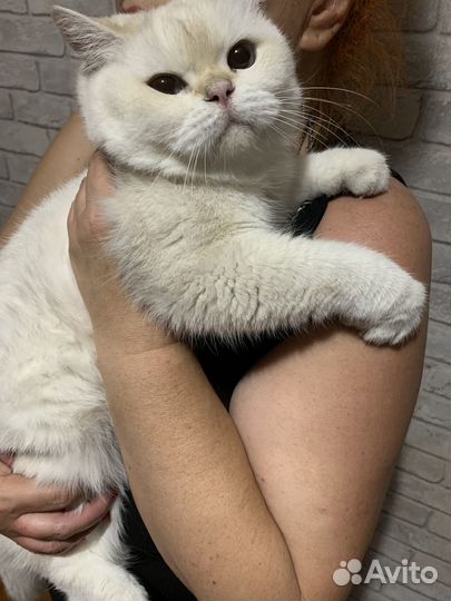 Кошка в дар бесплатно