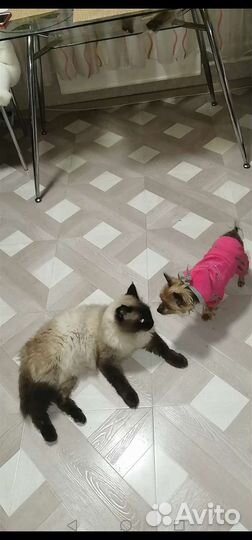 Зооняня, уход за животными на вашей территории