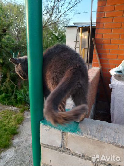 Молодая стерилизованная кошка