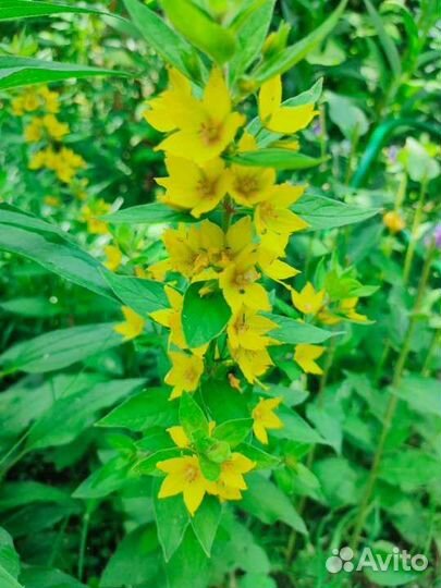 Жёлтые многолетники для сада