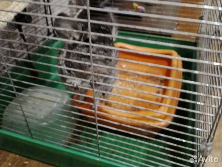 Британская шиншилла