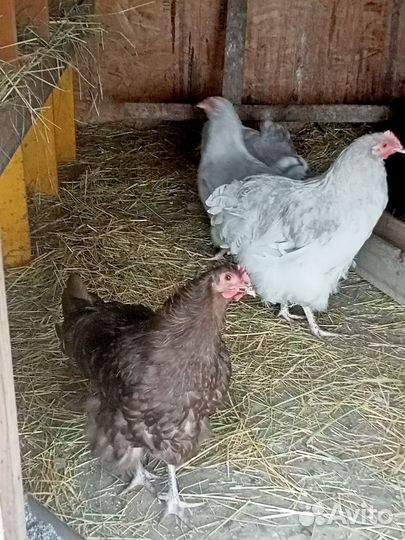 Орпингтоны молодые