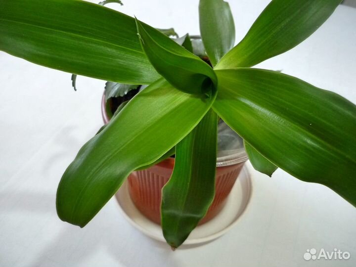 Золотой ус - Коллизия душистая