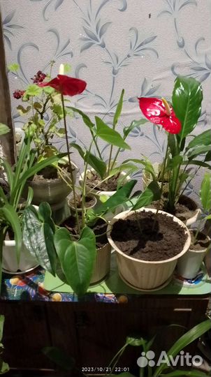 Комнатные цветы