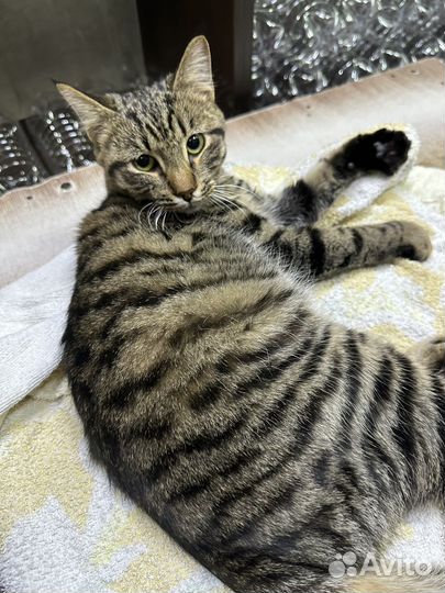 Бенгальская