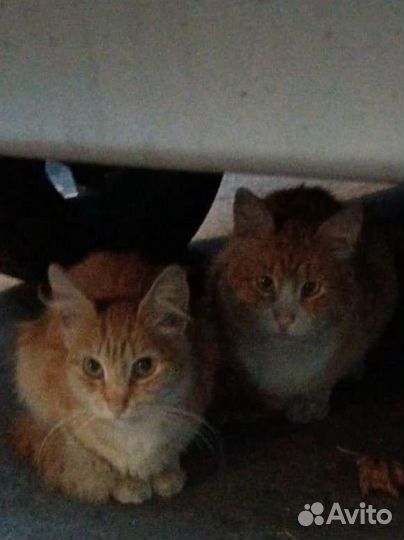 На улице рыжий котик