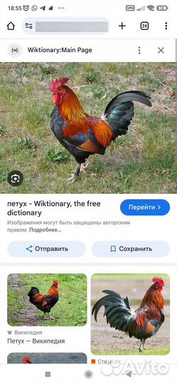 Продам 2 петуха