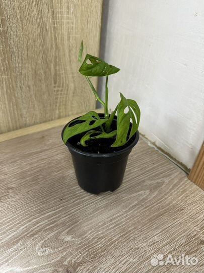 Монстера манки