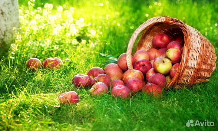 Сборщик яблок на вахту