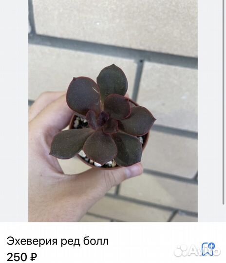 Суккуленты