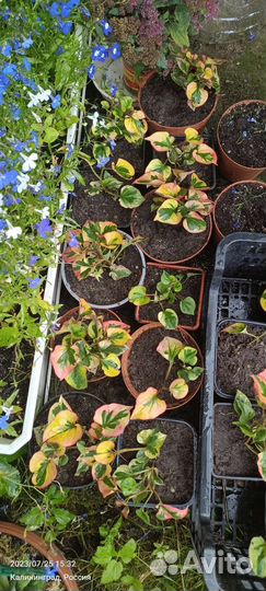 Рассада помидор