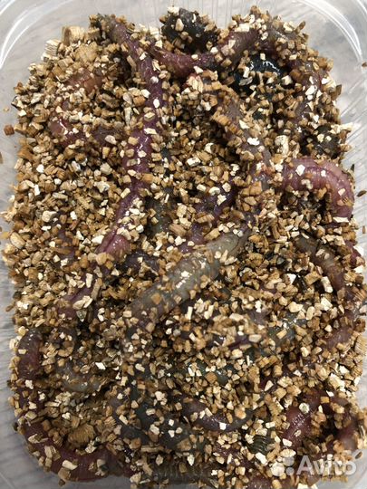 Морской червь нереис крым