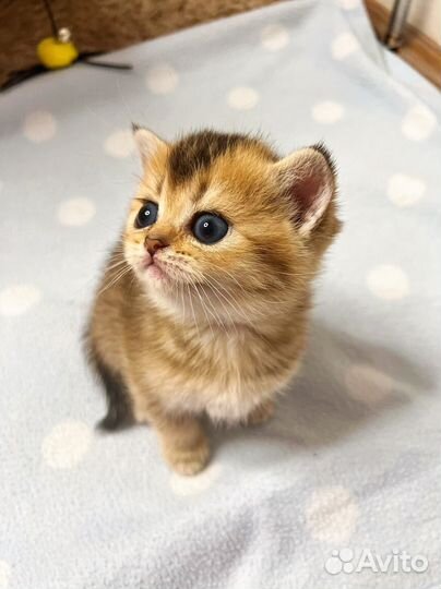 Шотландская девочка