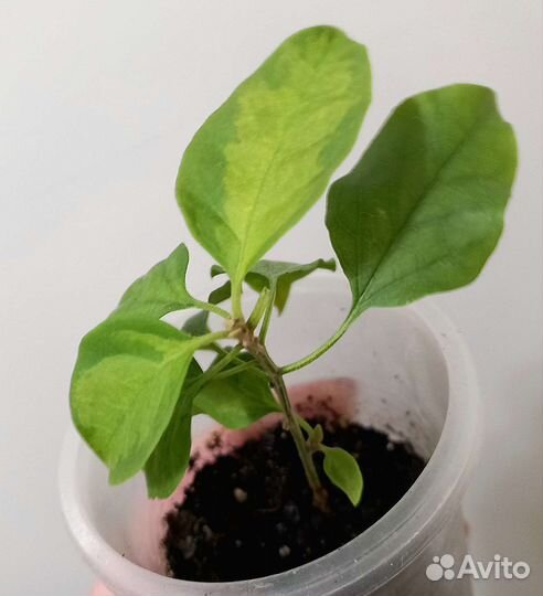 Бугенвиллия Red Apple