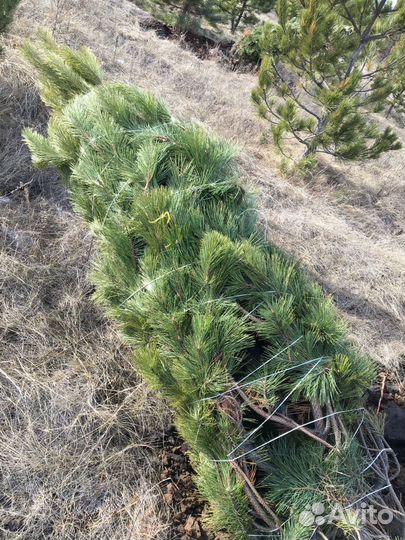 Сосна черная (Ногинск)