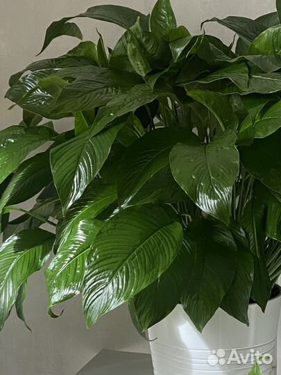 Комнатные растения Монстера
