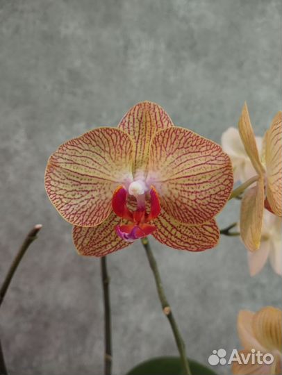 Орхидея фаленопсис Rovello