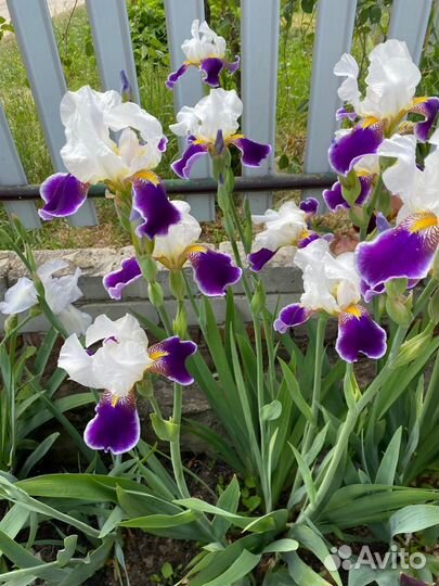 Ирисы